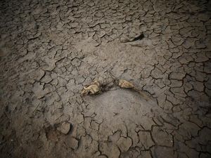 Gelombang Panas Ekstrem Terjang Afrika Selatan