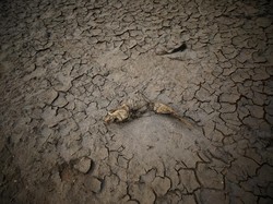 Gelombang Panas Ekstrem Terjang Afrika Selatan