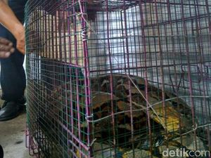 Berapa Uang Lelah Tangkap Sanca yang Diminta Warga ke BKSDA? Berapa Uang Lelah Tangkap Sanca yang Diminta Warga ke BKSDA?