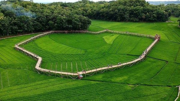 Foto: Jembatan Bambu Tengah Sawah Ini Lagi Hits di Yogya