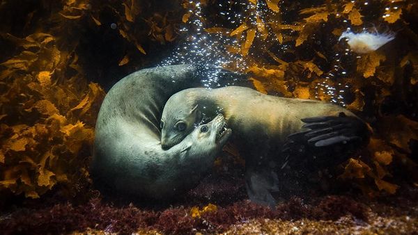 Karya Memukau Jawara International Photographer of the Year