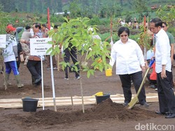 Selamatkan Citarum, Jokowi Tanam Pohon Manglid di Cisanti
