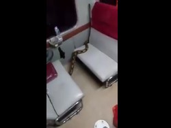 Ular Sanca Penumpang Gelap KA Kertajaya Diturunkan di Tegal