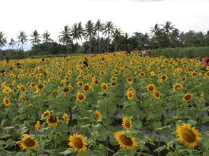 Kacau! Petani Ini Ngeluh Ladangnya Dijadikan Tempat Foto Telanjang