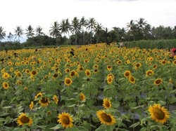 Kacau! Petani Ini Ngeluh Ladangnya Dijadikan Tempat Foto Telanjang