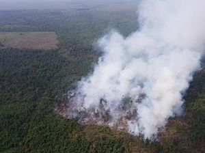 Pemerintah Diminta Antisipasi Karhutla