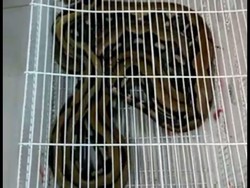 Tak Ada CCTV di KA Kertajaya, KAI Sulit Cari Pemilik Ular yang Lepas