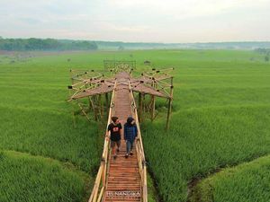 Foto: Sawah Zaman Now dari Semarang Sampai Bali