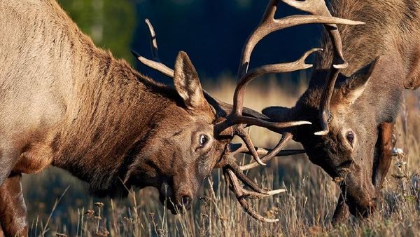 Deretan Foto Menawan Hasil Bidikan Bocah 13 Tahun