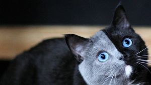 Foto: Lucunya Narnia, Kucing Bermuka Dua yang Jadi Sorotan