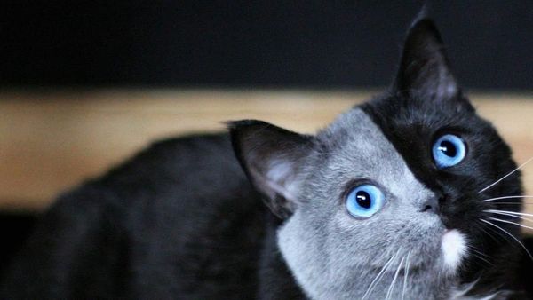 Foto: Lucunya Narnia, Kucing Bermuka Dua yang Jadi Sorotan