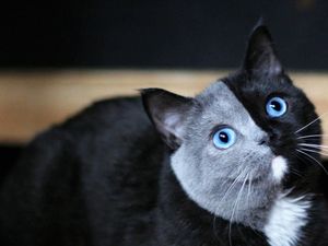 Foto: Lucunya Narnia, Kucing Bermuka Dua yang Jadi Sorotan