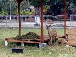 Rusa Jadi Ikon Wisata Baru di Pendopo Agung Trowulan