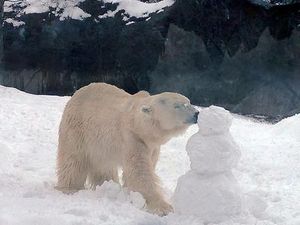 Melihat Kegemasan Beruang Tertua di AS Sebelum Akhirnya Disuntik Mati