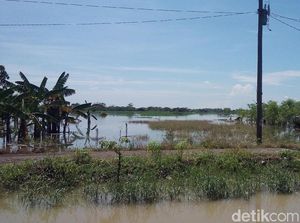 BPBD Demak: 300 Hektar Lahan Pertanian di Desa Sayung Terendam Banjir