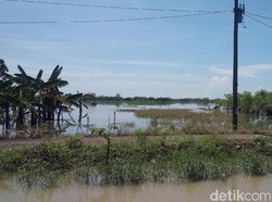BPBD Demak: 300 Hektar Lahan Pertanian di Desa Sayung Terendam Banjir