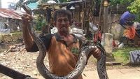 Penampakan Ular Sanca Kembang yang Muncul di Kali Mampang