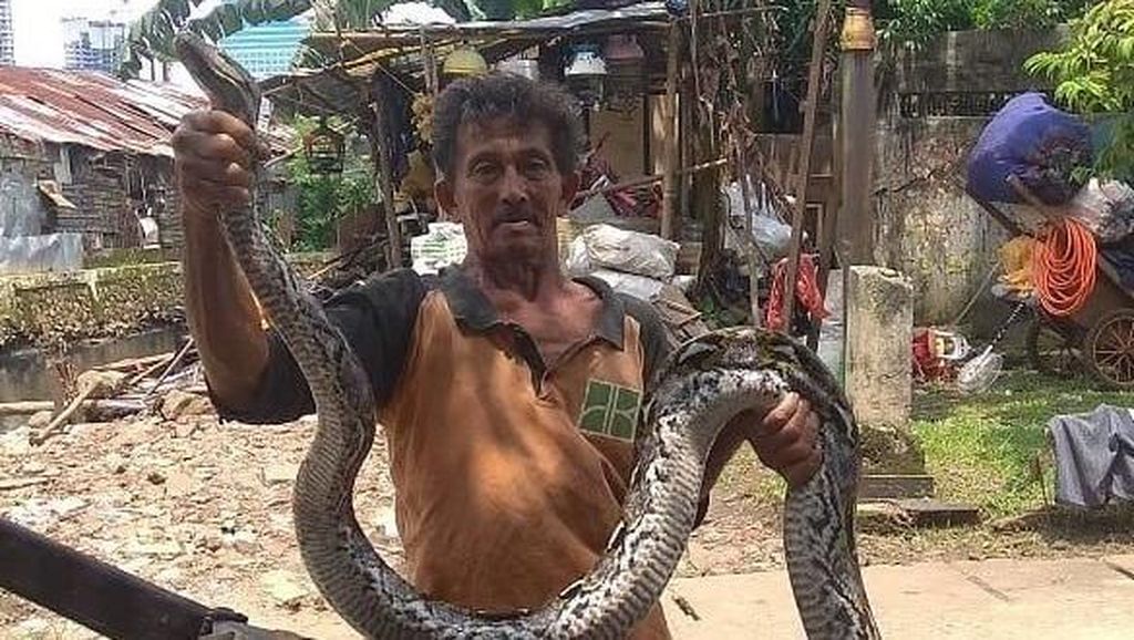 Penampakan Ular Sanca Kembang yang Muncul di Kali Mampang Penampakan Ular Sanca Kembang yang Muncul di Kali Mampang