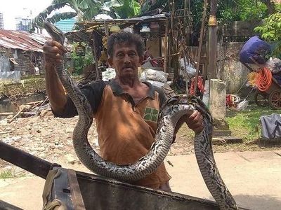 Penampakan Ular Sanca Kembang yang Muncul di Kali Mampang