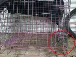 Warga Bantah Melepas Sanca Jumbo Terkait Uang Lelah