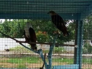 2 Elang Laut di Sangkar Kantor Kejaksaan Diserahkan ke BBKSDA Riau