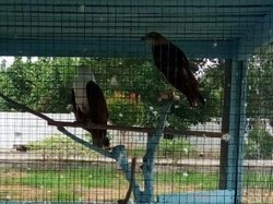 2 Elang Laut di Sangkar Kantor Kejaksaan Diserahkan ke BBKSDA Riau