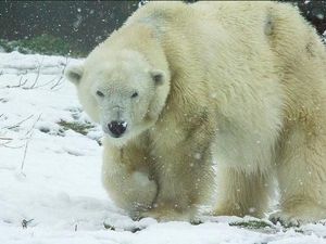 Beruang Kutub Terlihat Putih, Ternyata Kulitnya Hitam