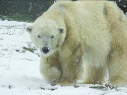Beruang Kutub Terlihat Putih, Ternyata Kulitnya Hitam
