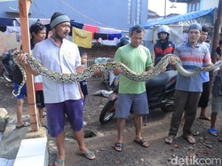 Niat Mencari Belut, Kusnadi Malah Temukan Ular Sanca 4 Meter