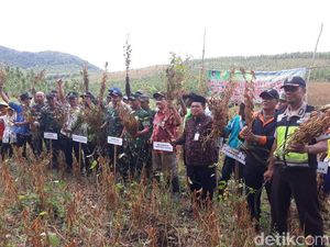 Panen Kedelai Perdana, Perhutani Banyuwangi Selatan Hasilkan 690 Ton