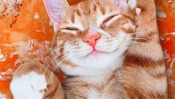 Mengintip Lucunya 10 Ekspresi Kucing dalam Makanan, Penasaran?