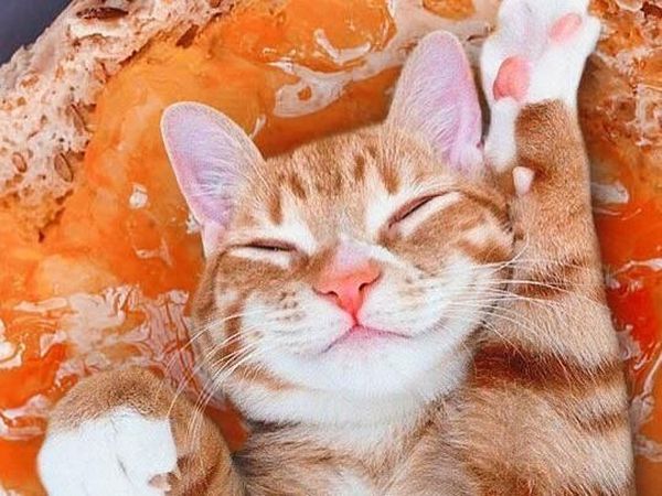 Mengintip Lucunya 10 Ekspresi Kucing dalam Makanan, Penasaran?