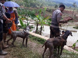 13 Orang Hilang, Anjing Pelacak Diterjunkan di Lokasi Longsor Brebes