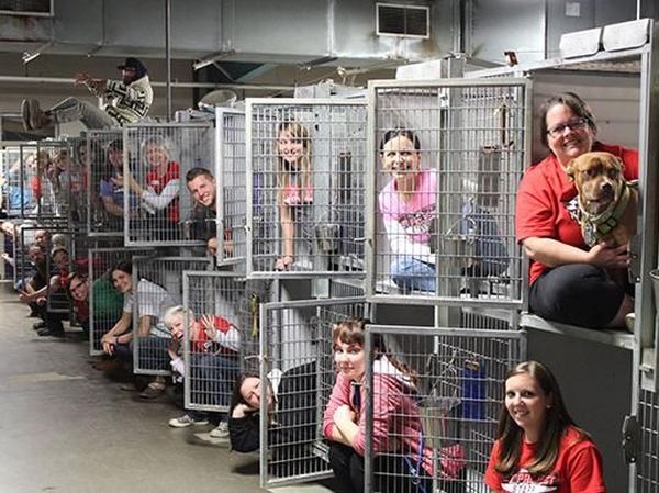 Gemas! Tingkah Laku Anjing dan Kucing di Penampungan Hewan