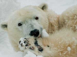 Sedih, Beruang Kutub di AS Disuntik Mati di Usia 37 Tahun