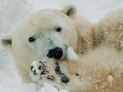 Sedih, Beruang Kutub di AS Disuntik Mati di Usia 37 Tahun