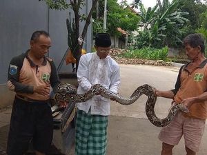 Hiii! Ular Sanca Kembang Ditemukan di Kali Mampang Hiii! Ular Sanca Kembang Ditemukan di Kali Mampang