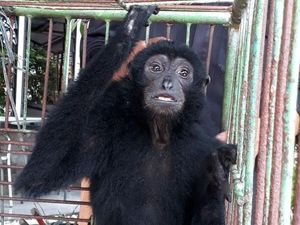 Diselundupkan ke Bali, 3 Siamang Dikembalikan ke Sumbar