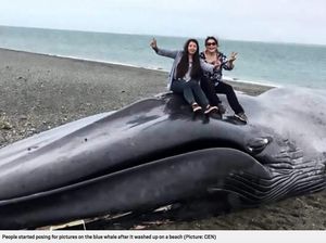 Ada Paus Terdampar, Traveler Malah Berfoto dan Ukir Nama