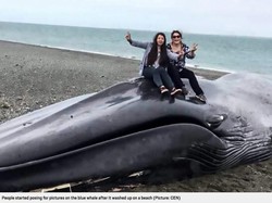 Ada Paus Terdampar, Traveler Malah Berfoto dan Ukir Nama