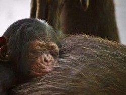 Setelah 4 Dekade, Queensland Akhirnya Miliki Bayi Simpanse Pertama