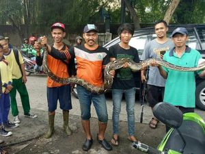 Penemuan di Kali Mampang: Sanca, Biawak hingga Sofa Penemuan di Kali Mampang: Sanca, Biawak hingga Sofa