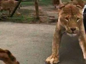 11 Singa Ditemukan Mati di Taman Nasional Uganda, Diduga Diracun