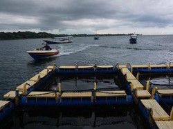 Berani? Berenang Bareng Hiu di Banyuwangi