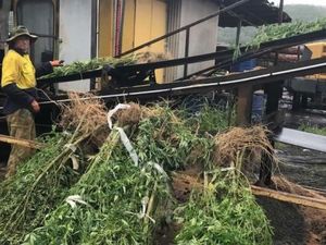 Polisi New South Wales, Australia Bakar Ganja Sitaan Senilai Rp 125 M