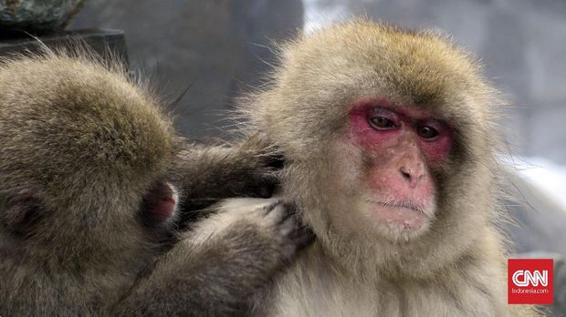 'Reuni' dengan Monyet Muka Merah di Jigokudani