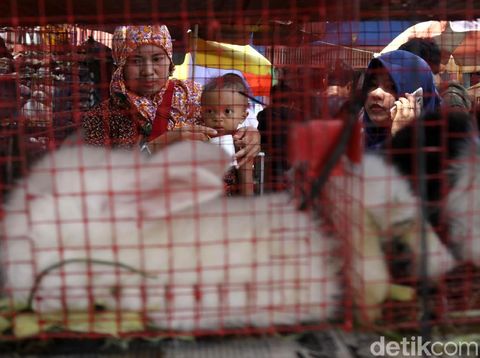 Bunda, Ini 5 Manfaat Memelihara Binatang bagi Anak/