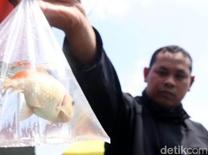 Berburu Hewan Peliharaan di Akhir Pekan Berburu Hewan Peliharaan di Akhir Pekan