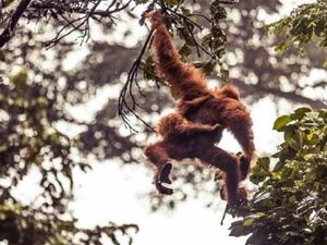100.000 Orangutan Terbunuh di Kalimantan dalam 16 Tahun Terakhir