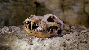 Penemuan Baru di Makam Kuno Mesir: Tengkorak sampai Patung Misterius